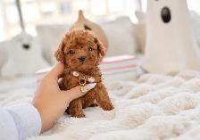 Poodle for sale - Photo 8