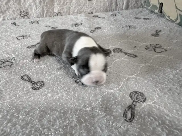 BOSTON TERRIER