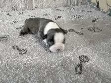 BOSTON TERRIER