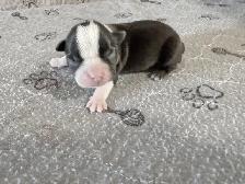 BOSTON TERRIER - Photo 2