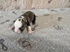 BOSTON TERRIER - Photo 3