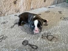 BOSTON TERRIER - Photo 4