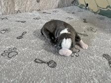 BOSTON TERRIER - Photo 5