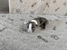 BOSTON TERRIER - Photo 6