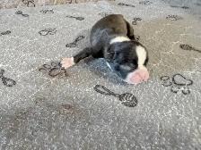 BOSTON TERRIER - Photo 7