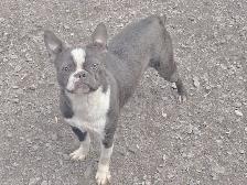 BOSTON TERRIER - Photo 8