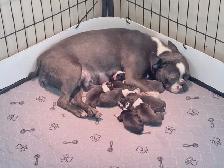 BOSTON TERRIER - Photo 10