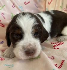 Purebred English Springer Spaniel puppies for sale