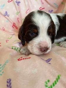 Purebred English Springer Spaniel puppies for sale - Photo 2