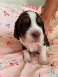 Purebred English Springer Spaniel puppies for sale - Photo 3