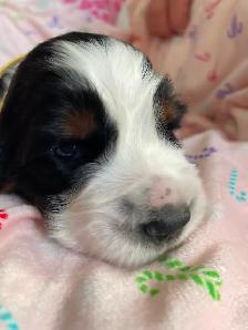 Purebred English Springer Spaniel puppies for sale - Photo 6