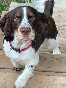 Purebred English Springer Spaniel puppies for sale - Photo 8