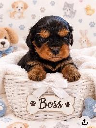 Magnifique Cavalier King Charles