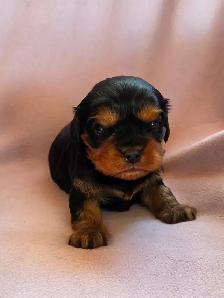 Magnifique Cavalier King Charles - Photo 2