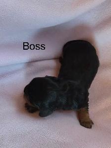 Magnifique Cavalier King Charles - Photo 3