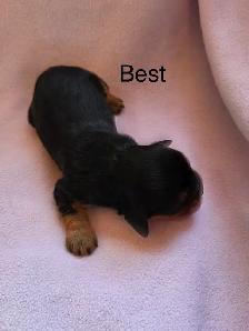 Magnifique Cavalier King Charles - Photo 4