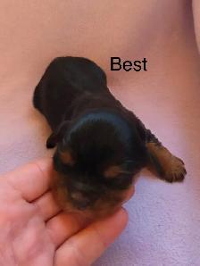 Magnifique Cavalier King Charles - Photo 5