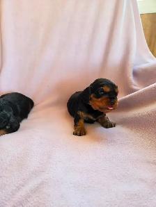 Magnifique Cavalier King Charles - Photo 6
