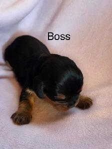 Magnifique Cavalier King Charles - Photo 7