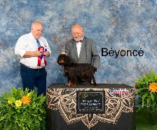 Magnifique Cavalier King Charles - Photo 9