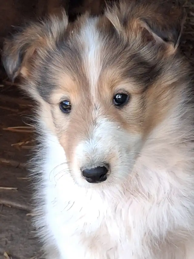 Adorable Rough Collie/Sheltie mix