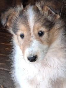 Adorable Rough Collie/Sheltie mix
