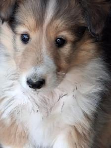 Adorable Rough Collie/Sheltie mix - Photo 2
