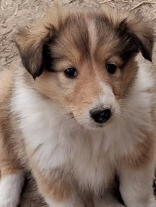 Adorable Rough Collie/Sheltie mix - Photo 3