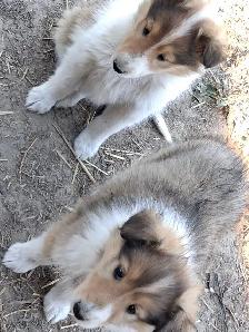 Adorable Rough Collie/Sheltie mix - Photo 4