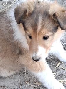 Adorable Rough Collie/Sheltie mix - Photo 5