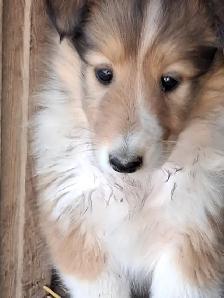 Adorable Rough Collie/Sheltie mix - Photo 6