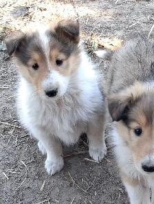 Adorable Rough Collie/Sheltie mix - Photo 9