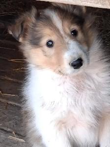 Adorable Rough Collie/Sheltie mix - Photo 10