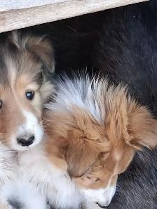 Adorable Rough Collie/Sheltie mix - Photo 11