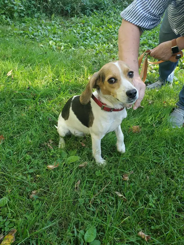 Hunting beagles
