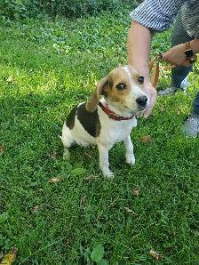 Hunting beagles