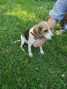 Hunting beagles - Photo 2