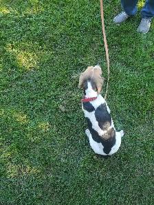 Hunting beagles - Photo 3