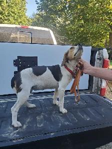 Hunting beagles - Photo 4