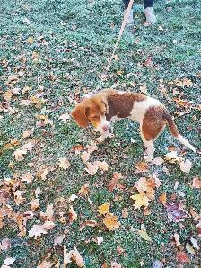 Hunting beagles - Photo 5
