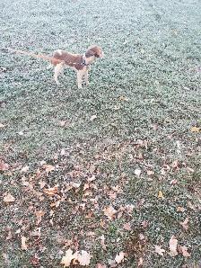 Hunting beagles - Photo 6