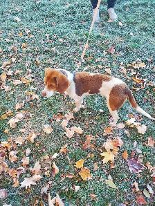 Hunting beagles - Photo 7