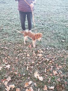 Hunting beagles - Photo 8