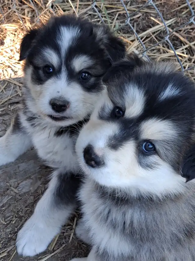 Cutest Australian Shepherd/Husky mix