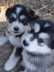 Cutest Australian Shepherd/Husky mix