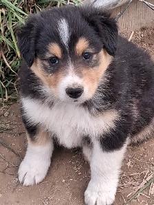 Cutest Australian Shepherd/Husky mix - Photo 2