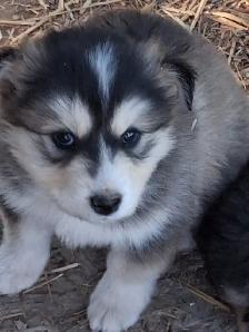 Cutest Australian Shepherd/Husky mix - Photo 3