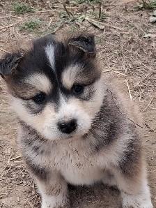 Cutest Australian Shepherd/Husky mix - Photo 4