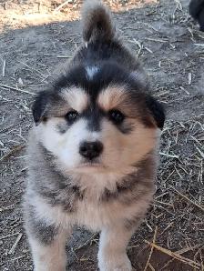 Cutest Australian Shepherd/Husky mix - Photo 5