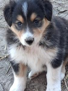 Cutest Australian Shepherd/Husky mix - Photo 6